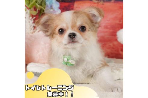成約済ののチワワ(ロングコート)-357722